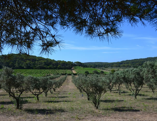 Oliviers à Porquerolles