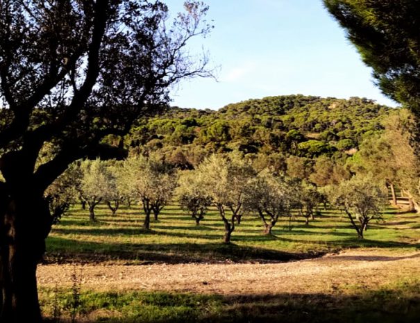 Vue sur le maquis depuis le jardin terrasse Porquerolles